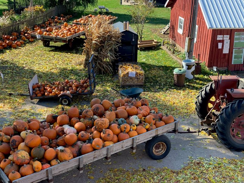 Treinen Farm Corn Maze and Pumpkin Patch - Lodi