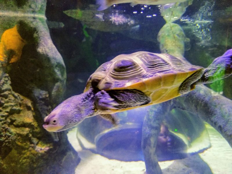 Spot a Sea Turtle in the Big Tank