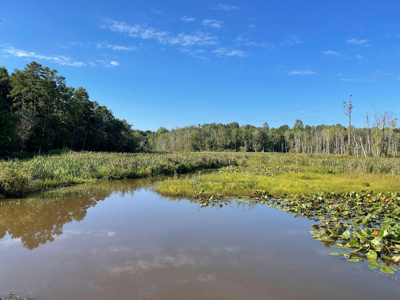 Watch for Birds at Lake Conestee