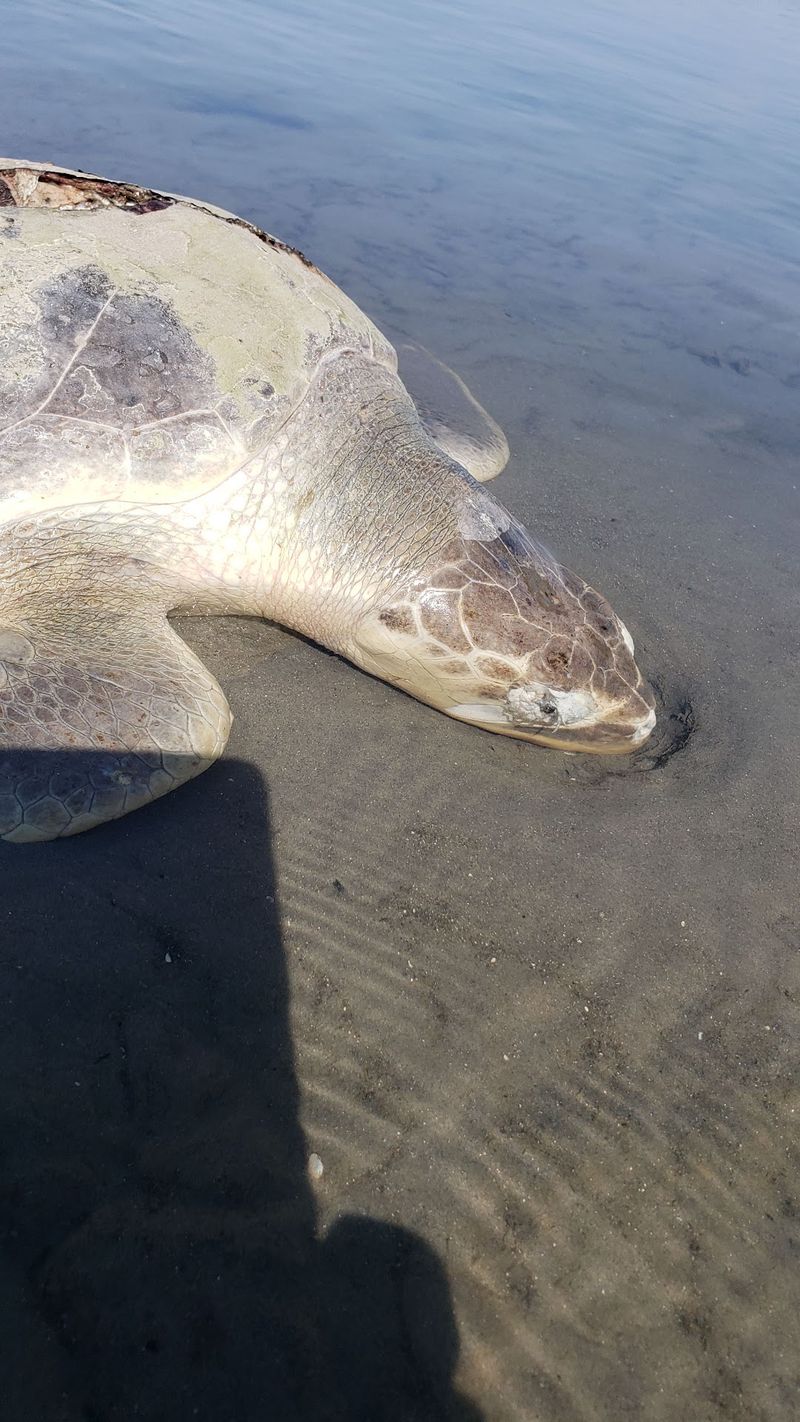 Watch for Coastal Wildlife