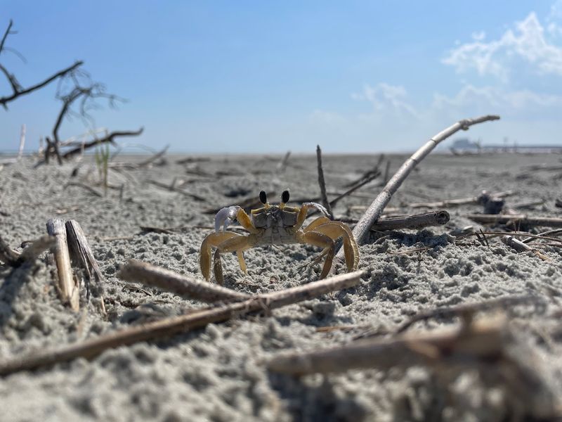 Look for Coastal Wildlife
