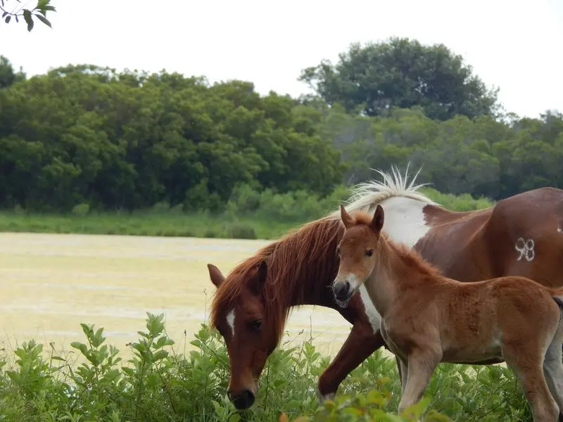 Venture Toward the Northern Pony Herd