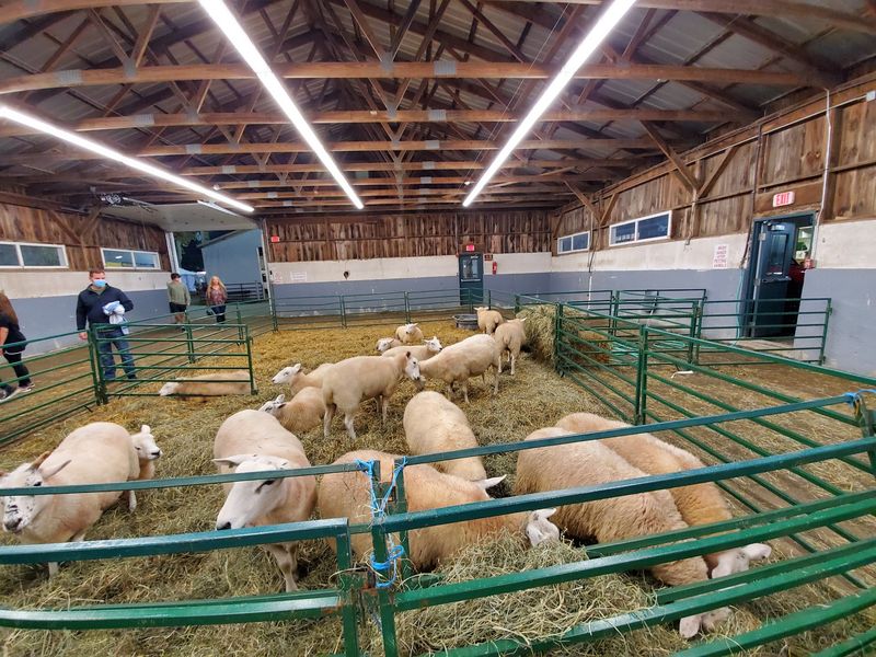 Visit the Essex County Farmyard