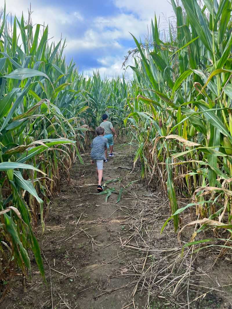Get Lost in the Corn Maze