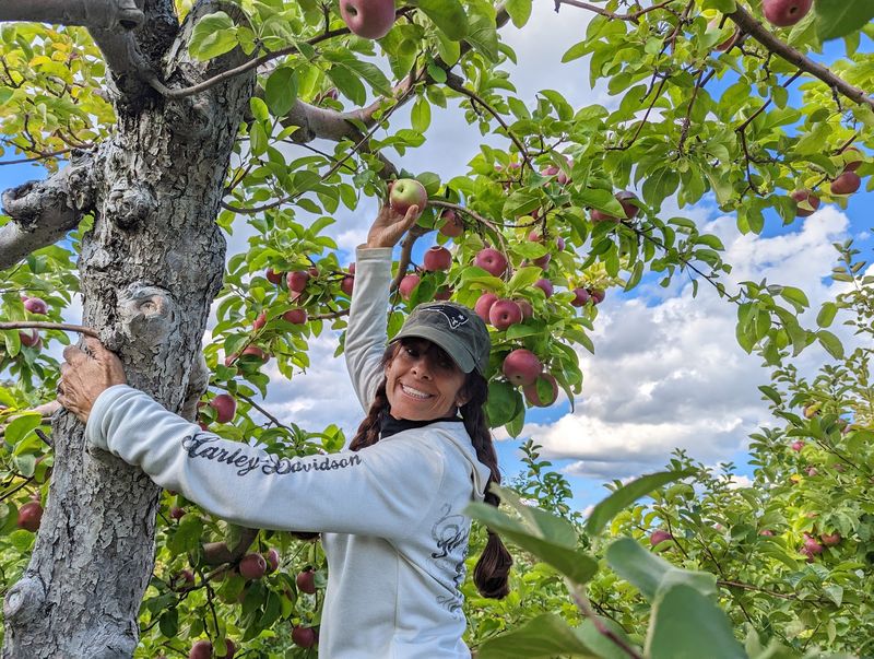 Pick Your Own Apples Among Classic New England Trees