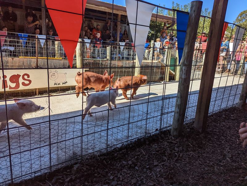 Farm Animals That Turn Snacks Into Stories