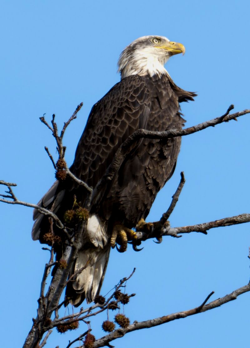 Look Up for Bald Eagles
