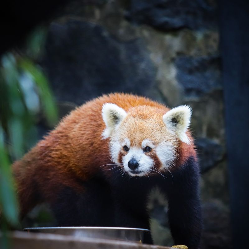 Slow Down for the Red Panda Moment