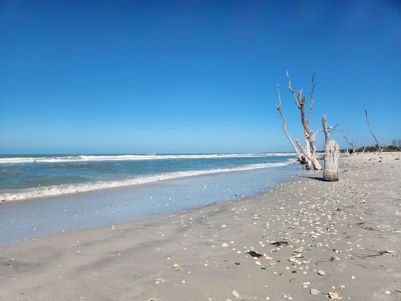Shells Arrive Like Tiny Gifts From The Gulf
