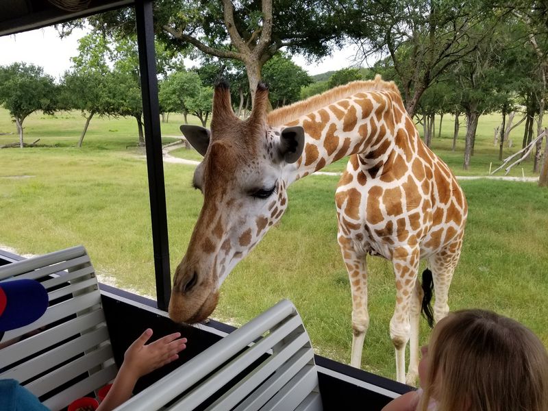 Let the Kids Feed the Animals Safely