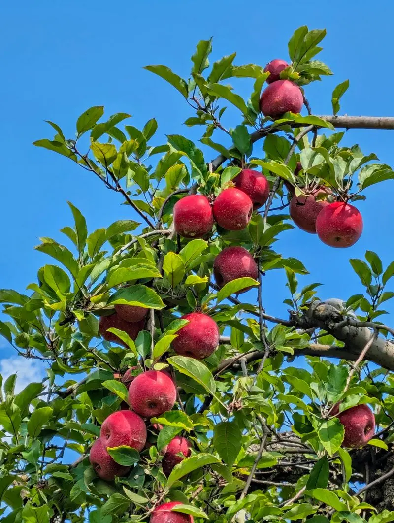 B.J. Reece Orchards: A Classic Fall Day