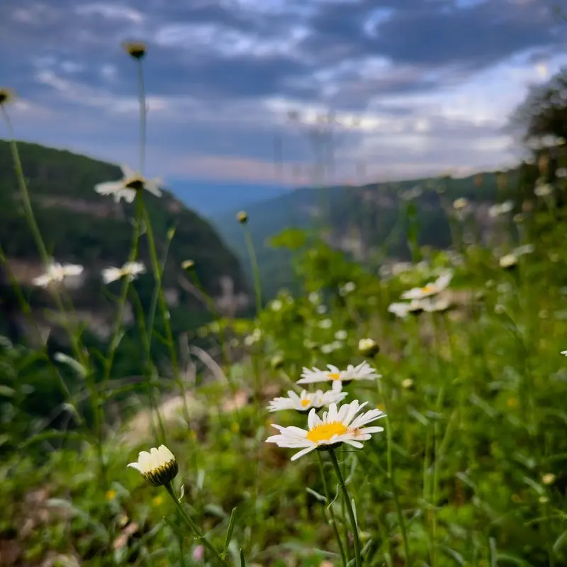Cloudland Canyon West Rim Loop Trail, Rising Fawn, Dade County