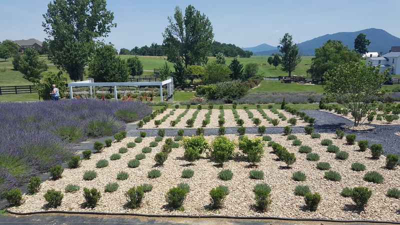 White Oak Lavender Farm & The Purple WOLF Vineyard - Harrisonburg