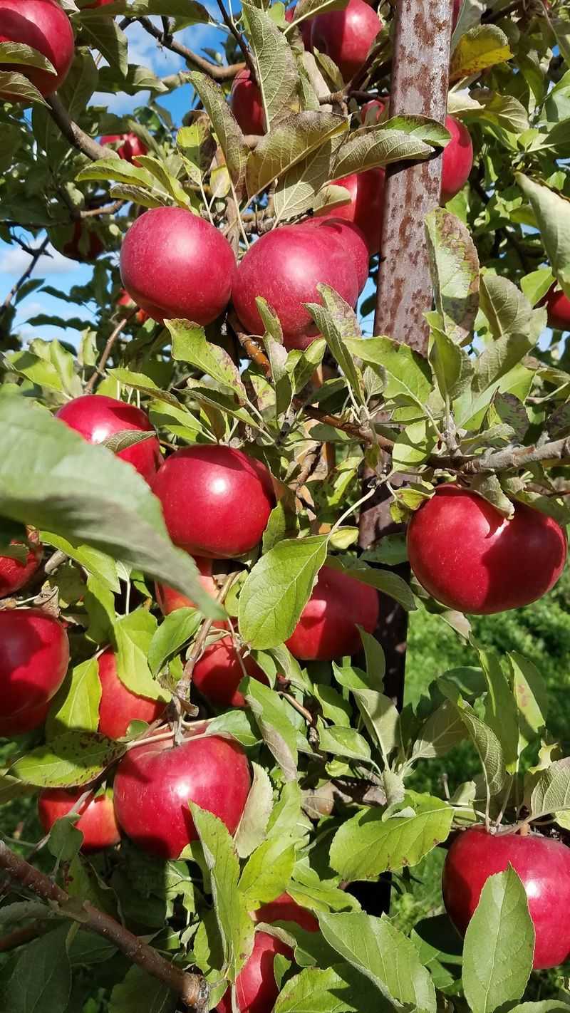 Golden River Orchard - Cheboygan