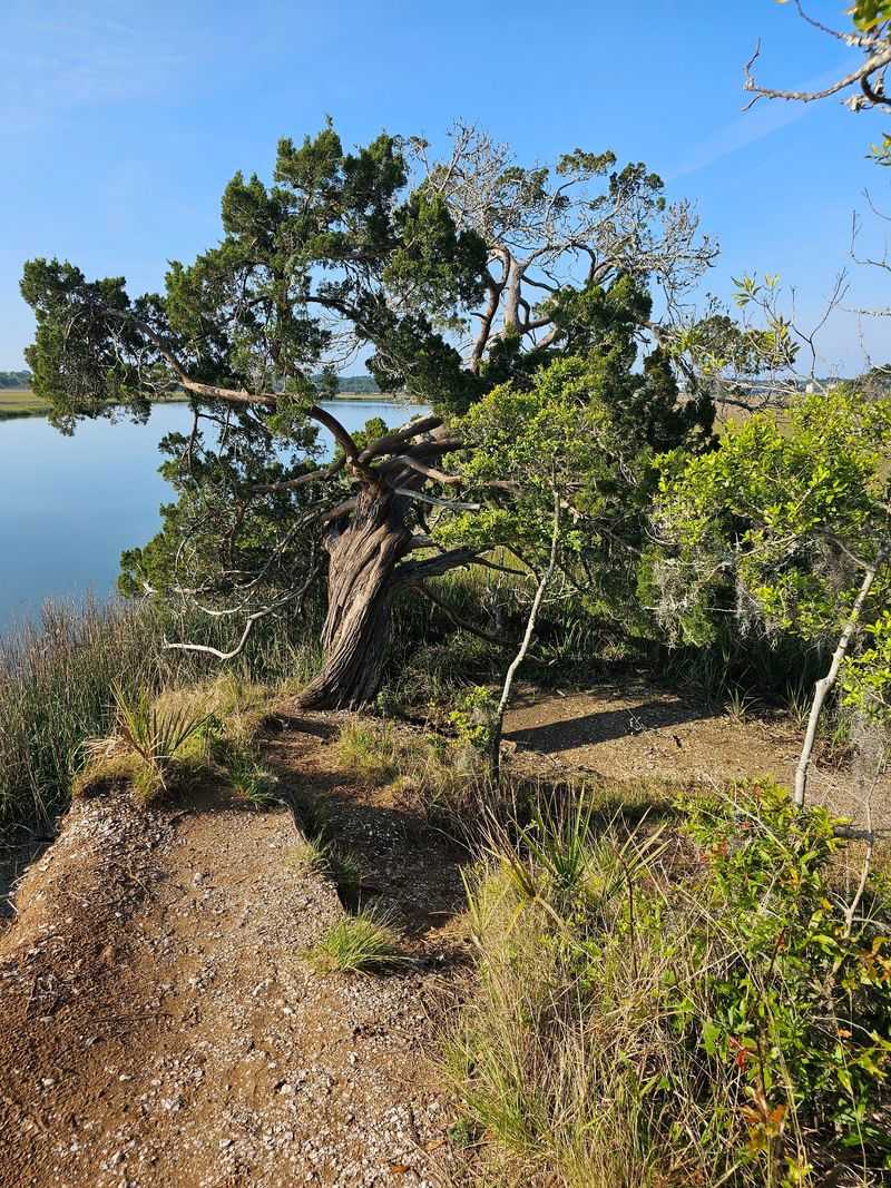 Spanish Mount Trail - Edisto Beach