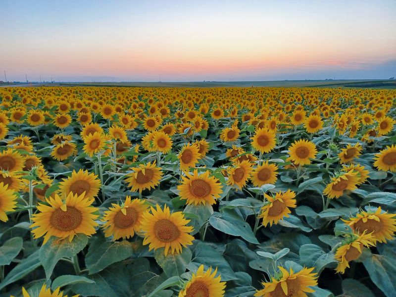 Pheasant Run Farm - Belle Plaine