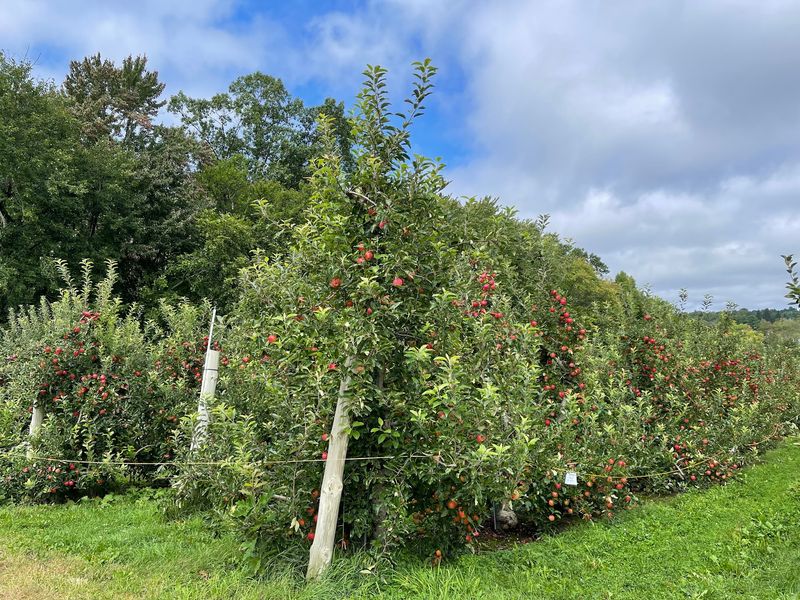 Honey Pot Hill Orchards - Stow