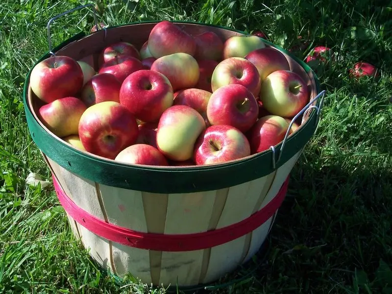 Wills Family Orchard - Adel