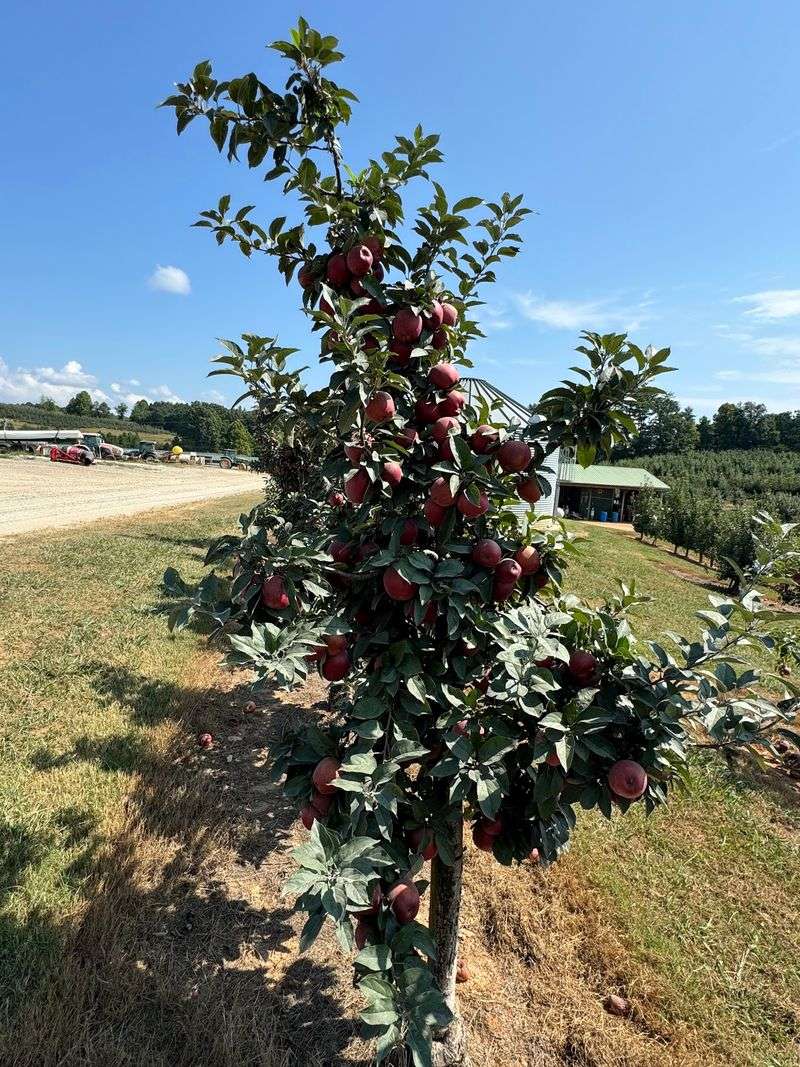 Mercier Orchards - Blue Ridge