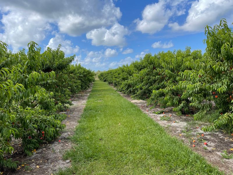 Graham&rsquo;s U-Pick Farms - Umatilla
