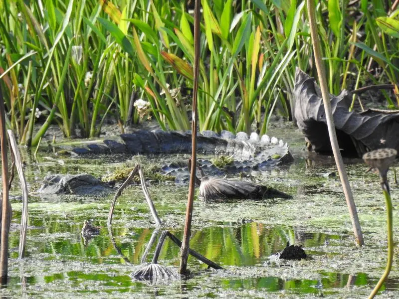 Wildlife Trail and Creekfield Nature Trail - Brazos Bend State Park