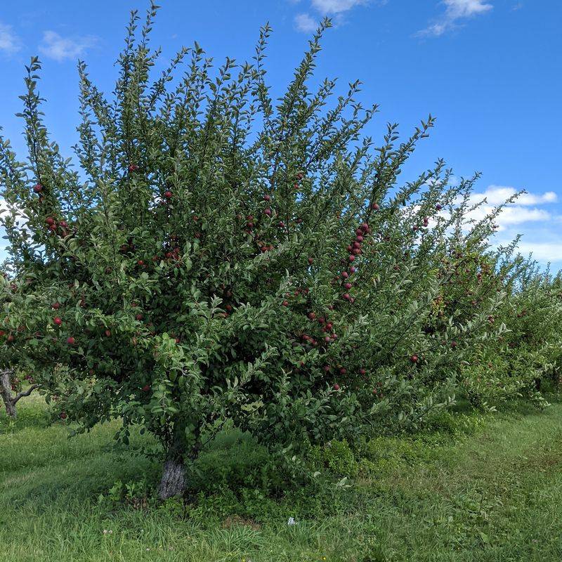 Brookfield Orchards - North Brookfield