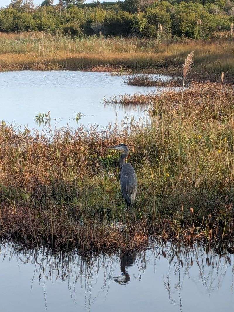 Back Bay National Wildlife Refuge - Virginia Beach