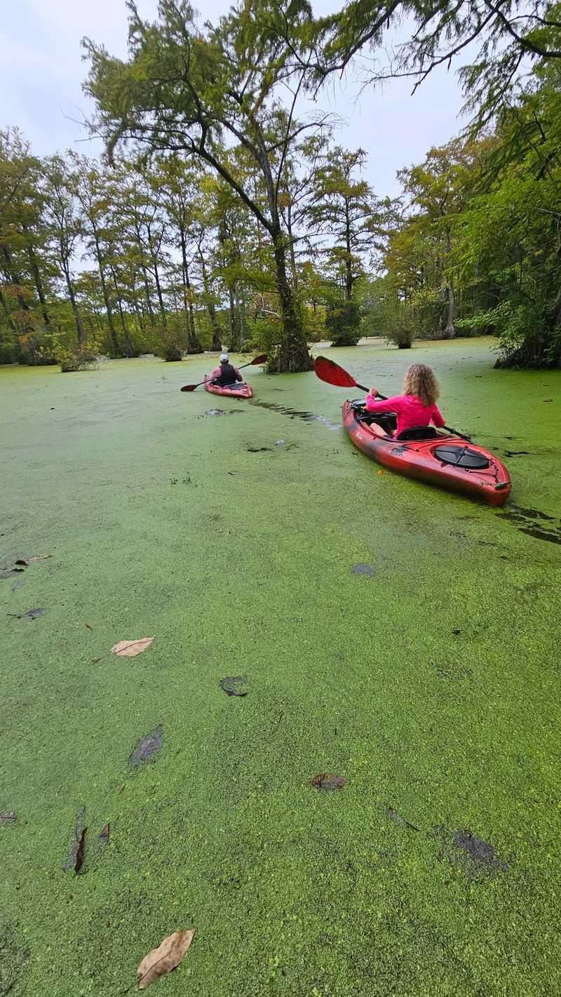 Merchants Millpond State Park - Gatesville