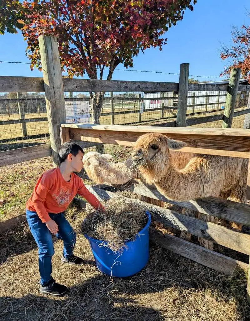Carolina Sunshine Alpaca Farm - Pittsboro