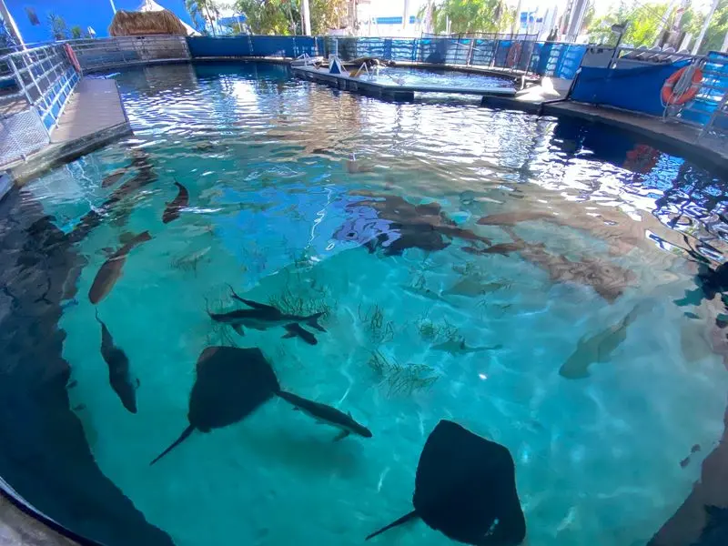 Sharks Behind Glass That Feel Larger Than Life