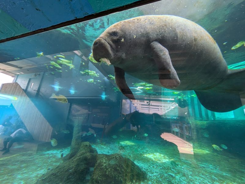 Manatees That Slow the Whole Room Down