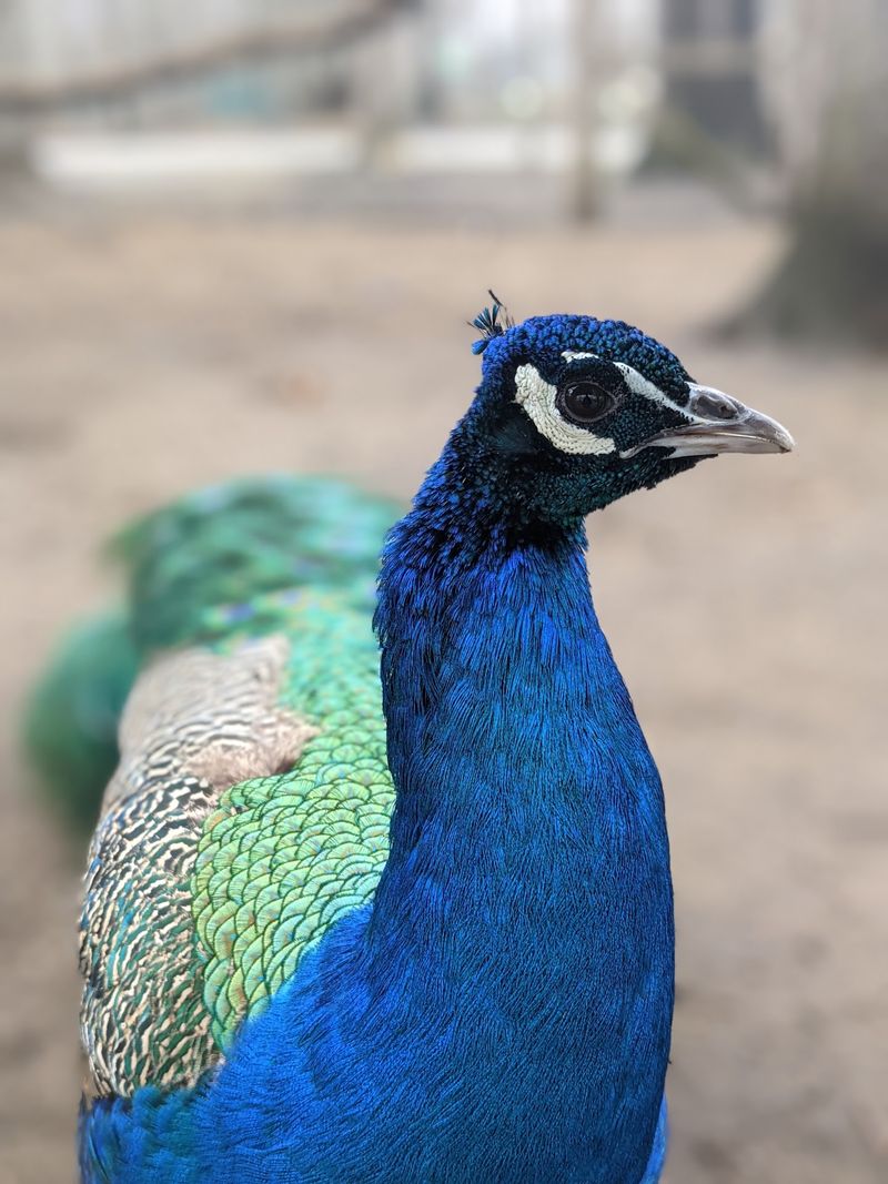 Indian Creek Zoo in Lambertville