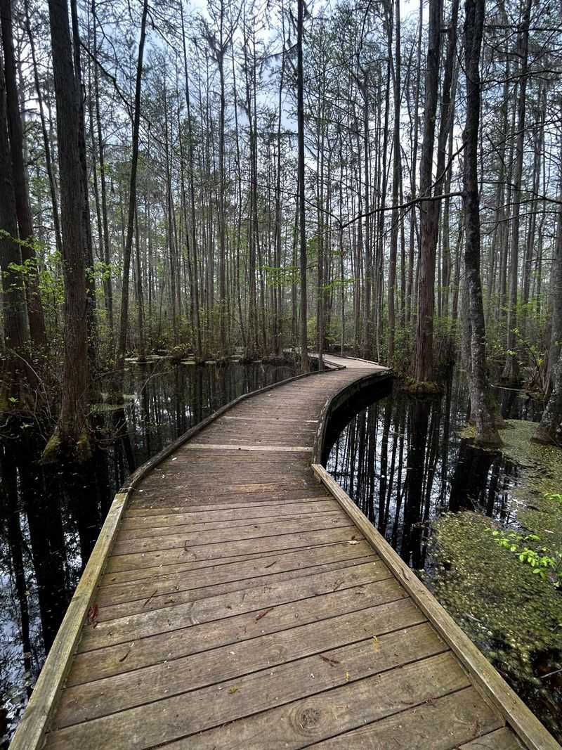 Alligators Deserve Plenty of Space