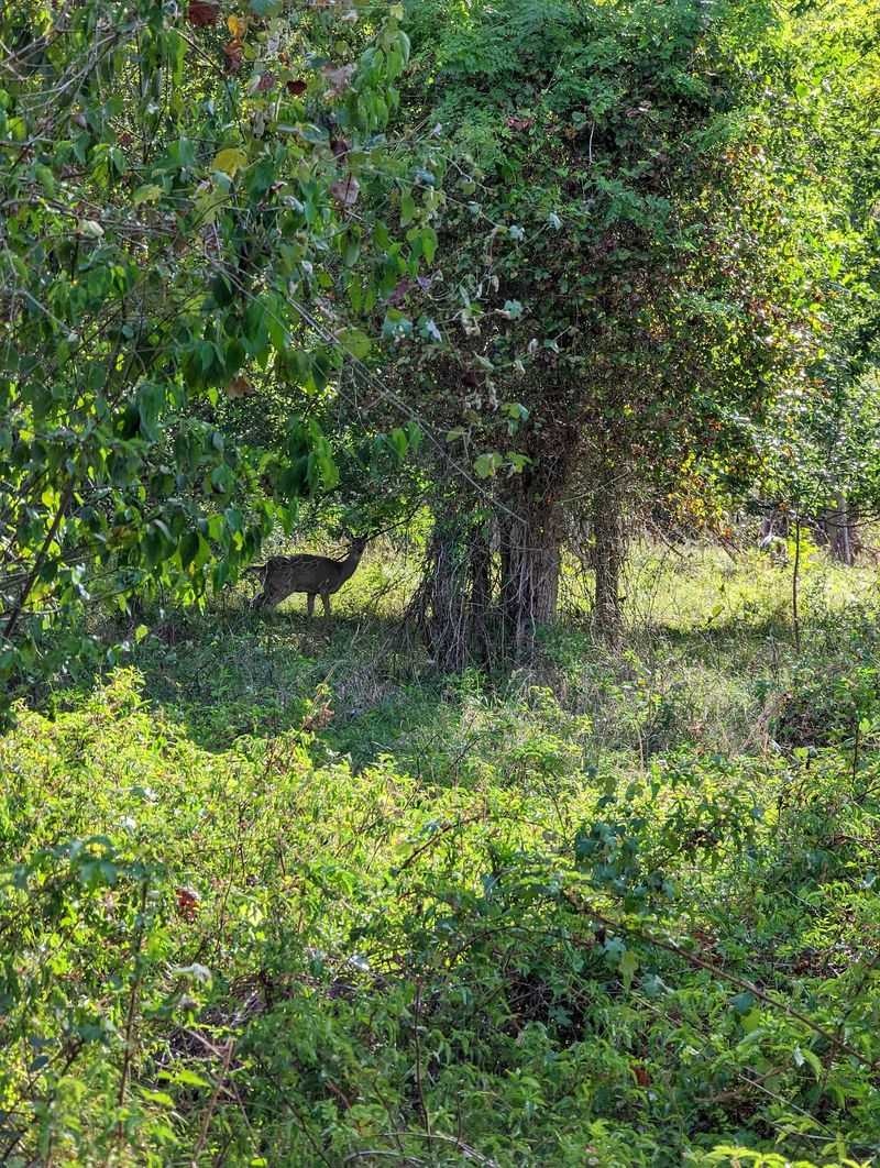 Copperhead Trail - Stephen F. Austin State Park