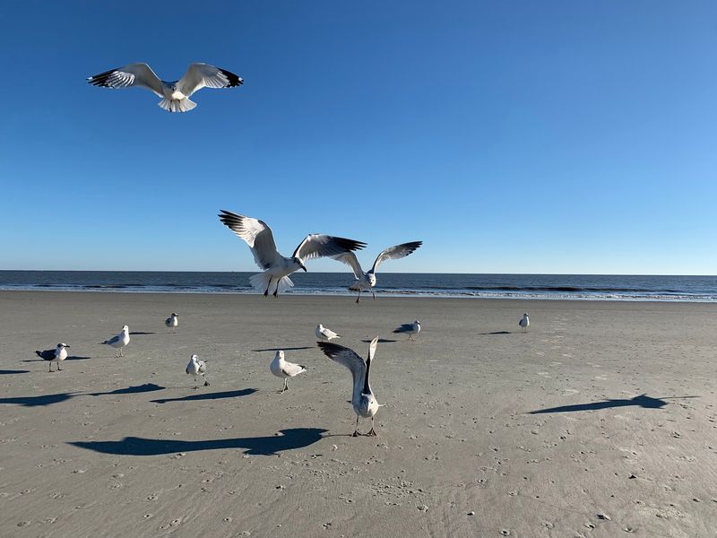 The Island Has an Unusually Strong Birding History