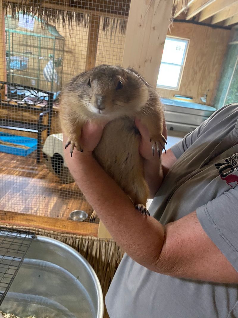 An Animal Visit on Your Schedule: Hand Me Down Zoo