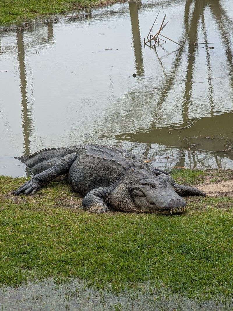 Gator Country Adventure Park & Sanctuary - Beaumont