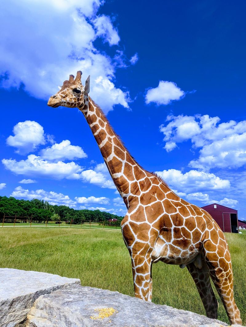 Backroads Safari in Boyceville, Dunn County,