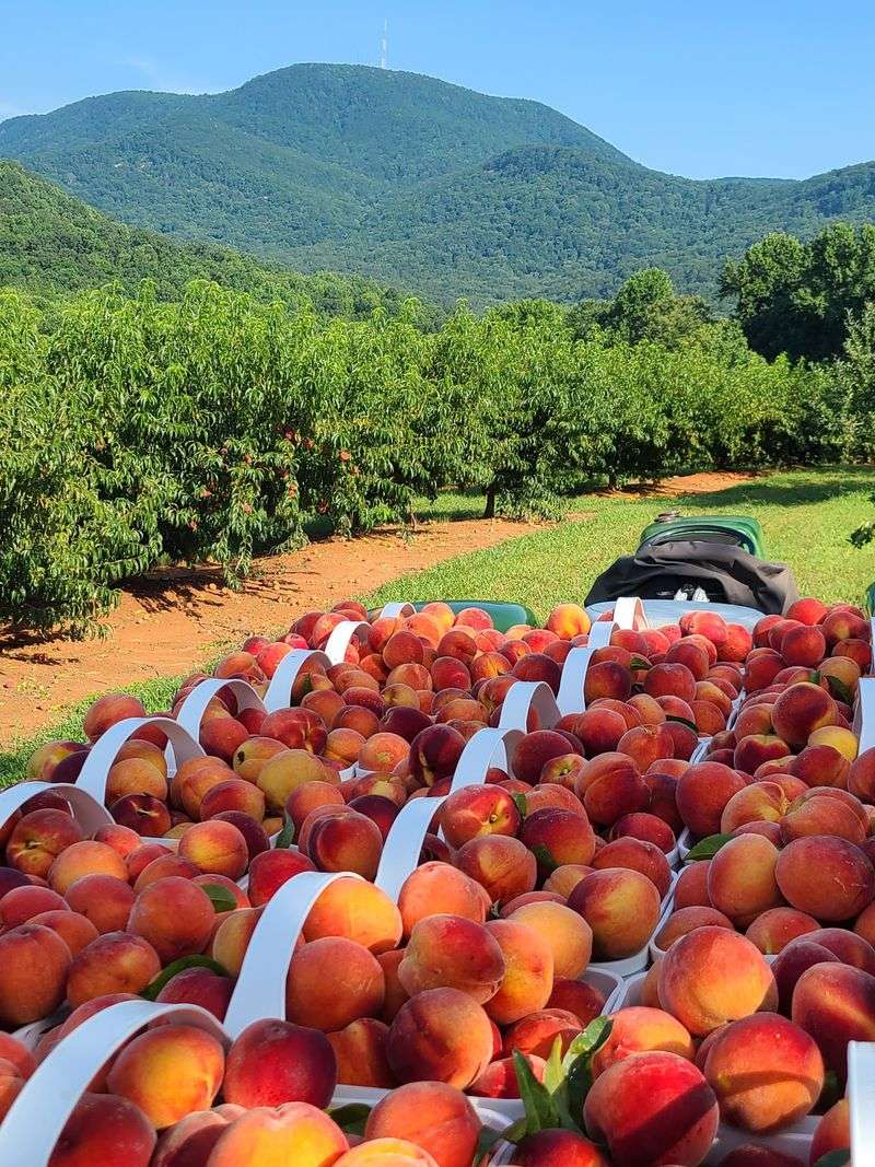 Hyder Farms - Landrum