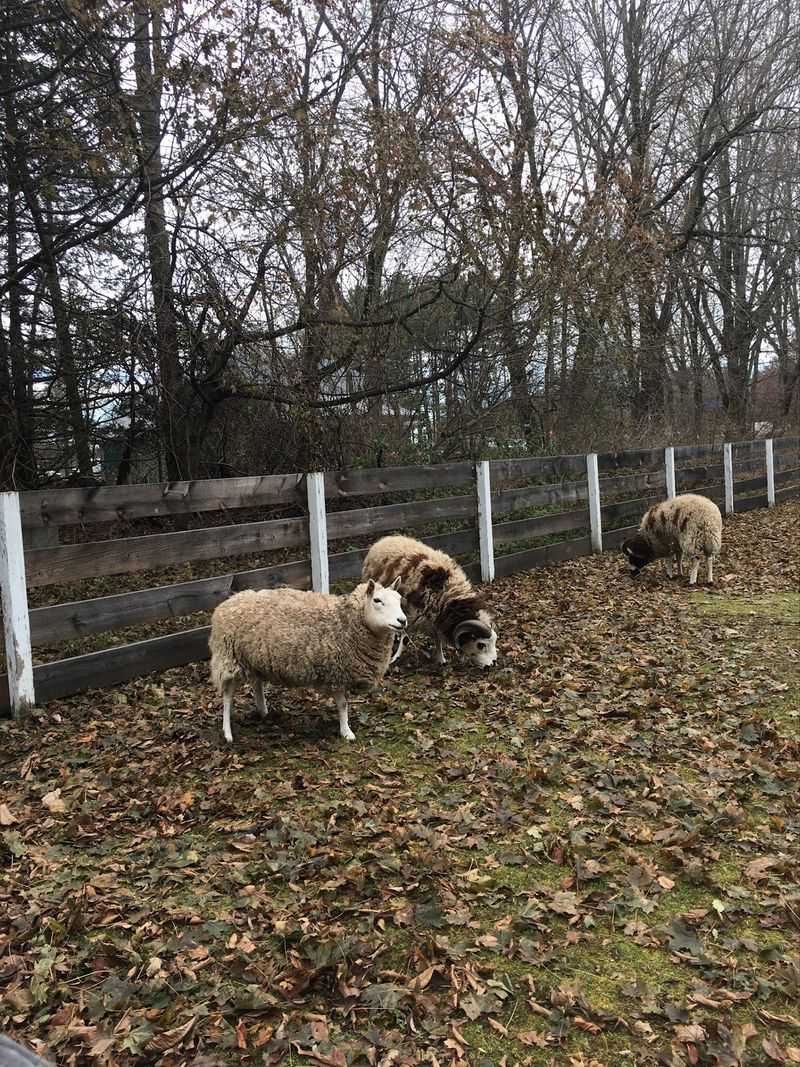 Natural Resources Trust Sheep Pasture, Easton, Bristol County