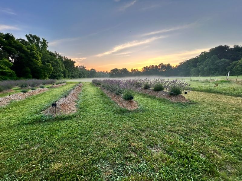 Farmer's Daughter at Keeper Creek - Mount Ulla