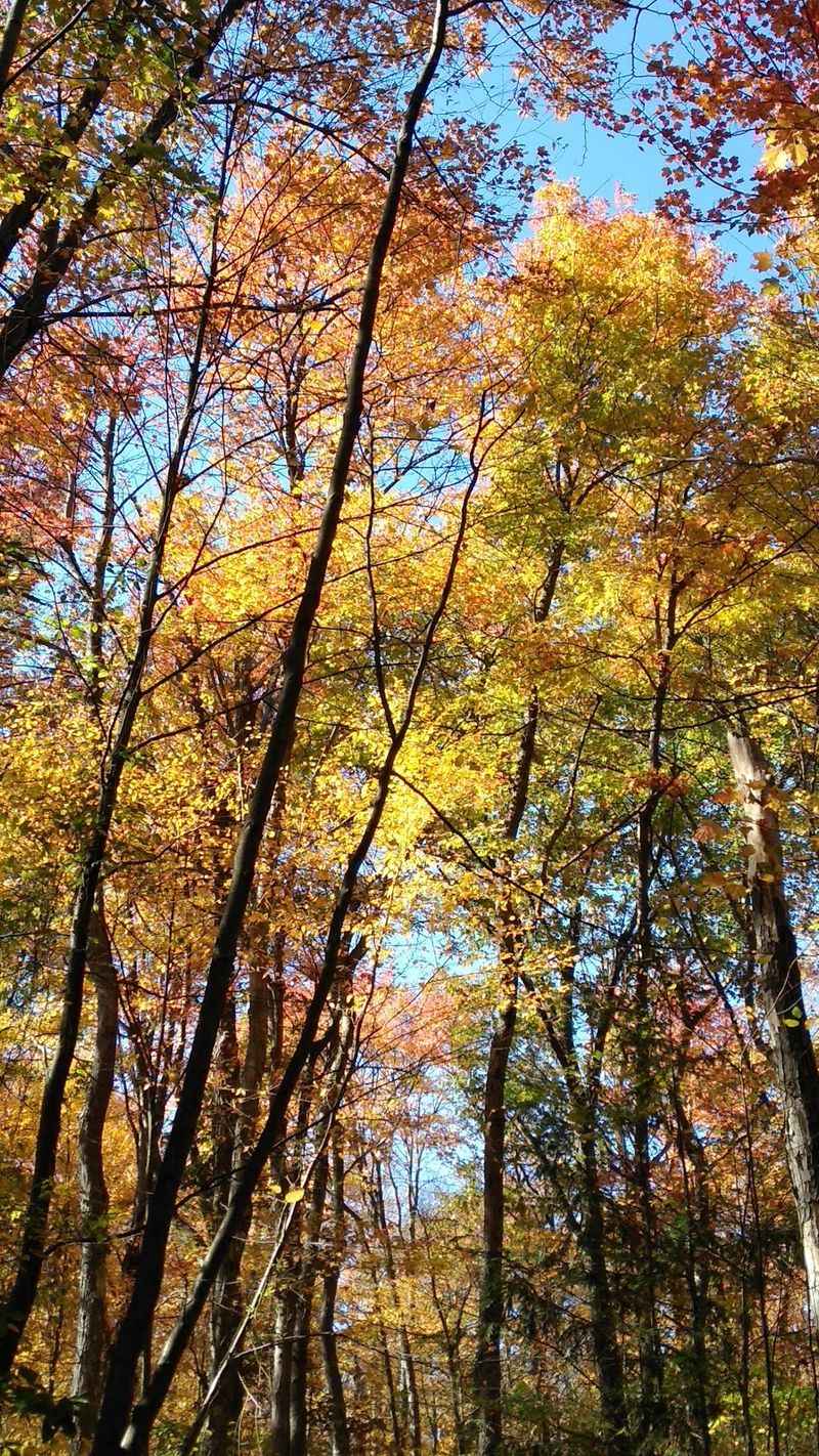 Beam Rocks Trail, Laurel Summit, Somerset County,