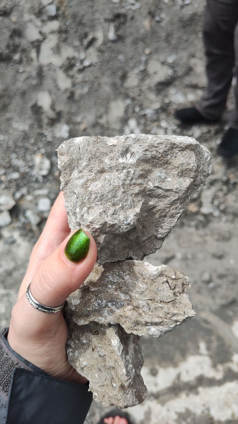 Brachiopods And Corals Are The Finds You'll See Most