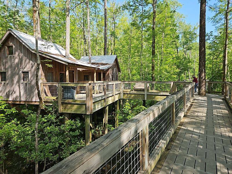 A Treehouse Night Above the River