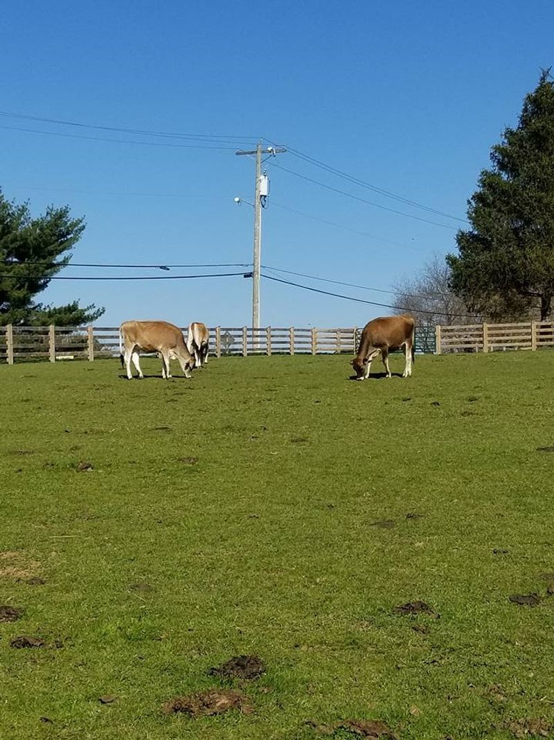 Pasture First, Cone Second