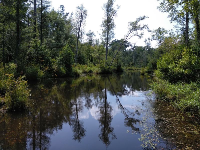 Gliding Down the Lynches River