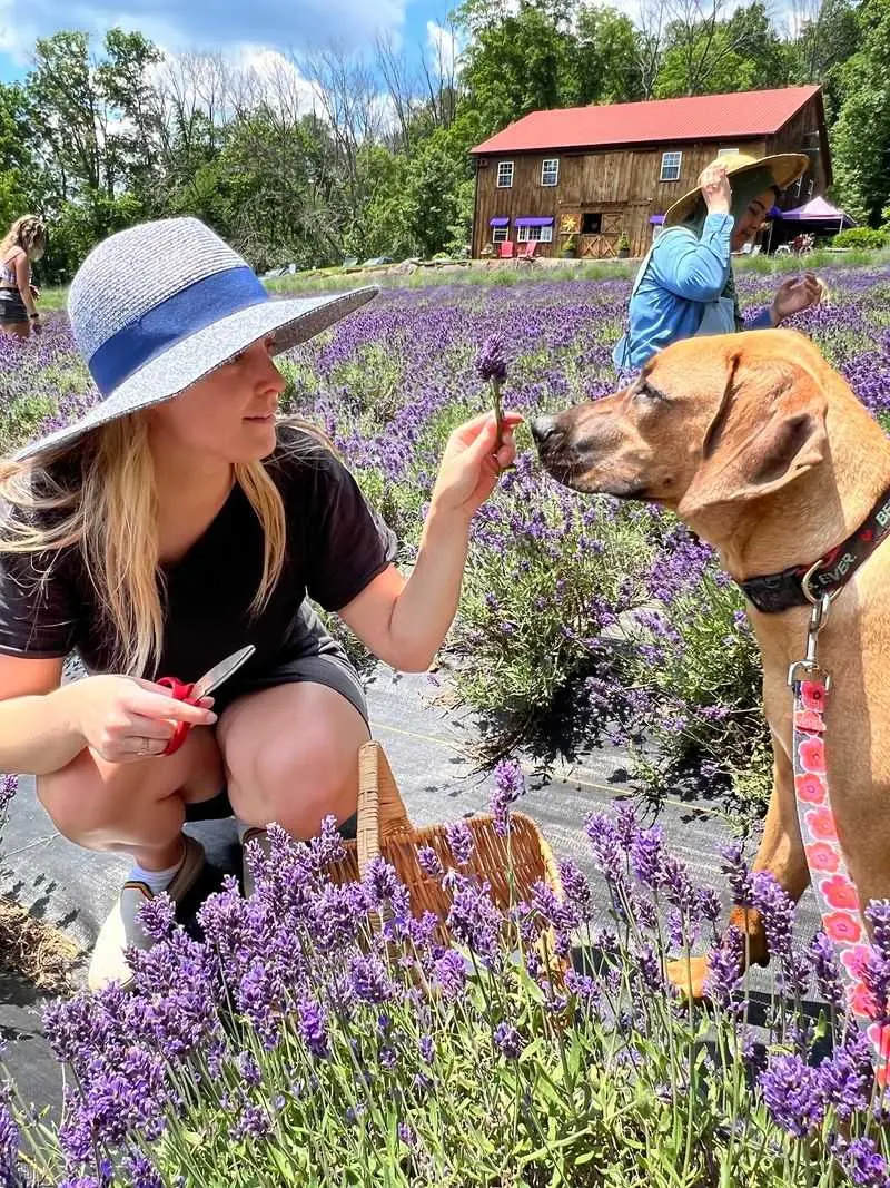 Pick Your Own Lavender When The Season Cooperates
