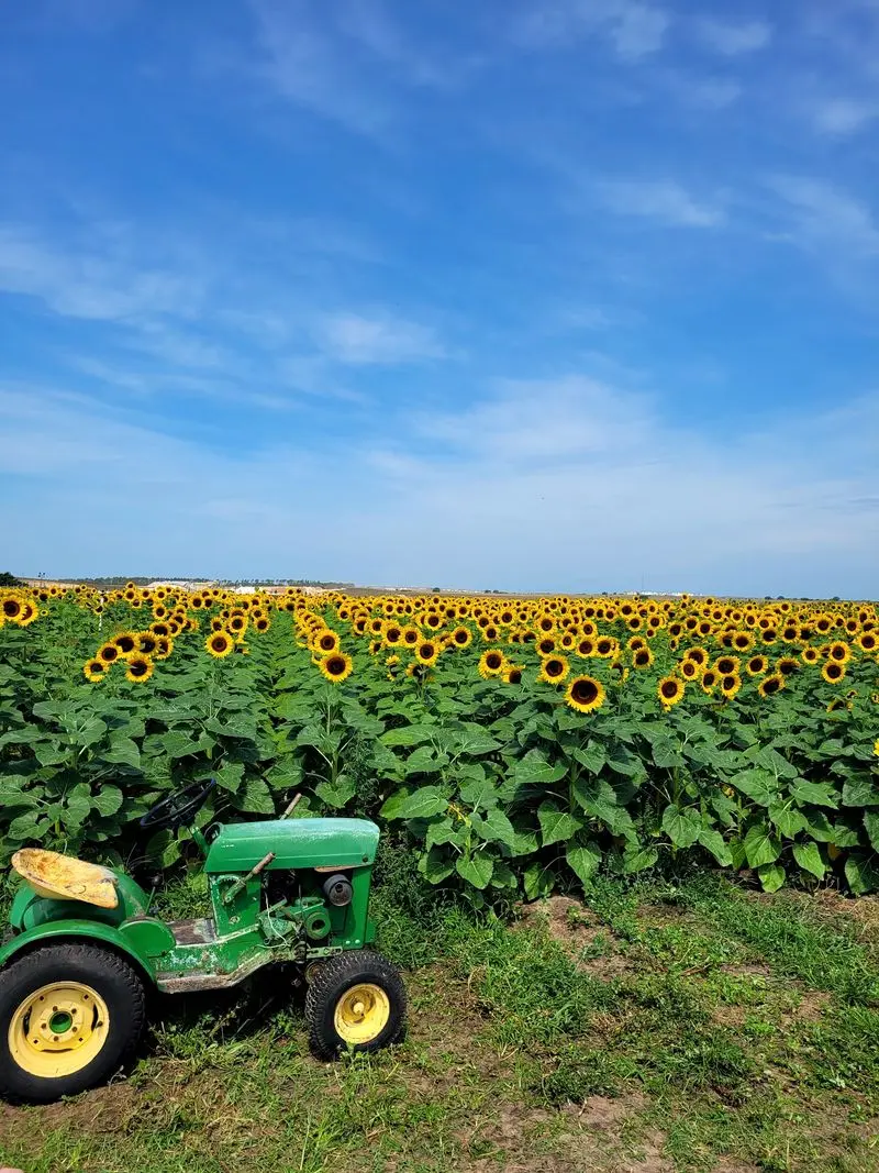 A Sea of Sunflowers That Looks Almost Unreal
