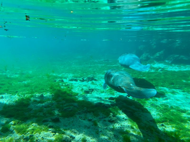 Warm Water That Draws a Crowd of Sea Cows
