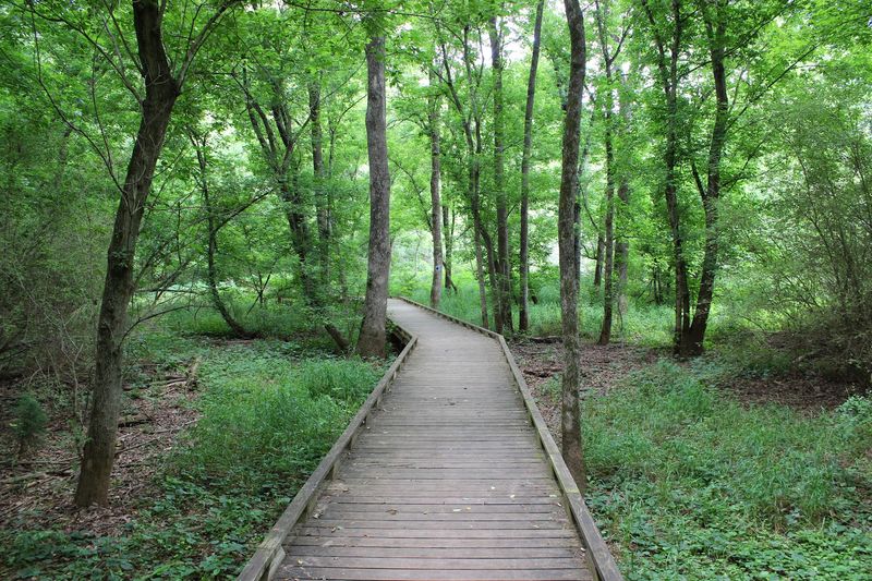 Walk the Boardwalks at Conestee Nature Preserve